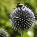 20230716 2237CP~V [D~LIP] Kugeldistel, Dunkle Erdhummel (Bombus terrestris), Bad Salzuflen
