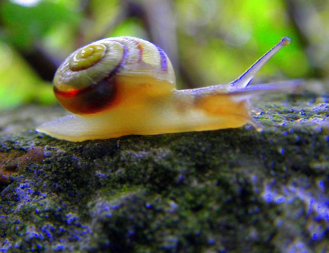 Thunderstorm time  snail-time