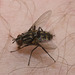 IMG 3067 Fly-1