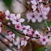 Blühend im Garten