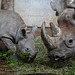 Tochter und Mama Spitzmaulnashorn (Zoo Zürich)