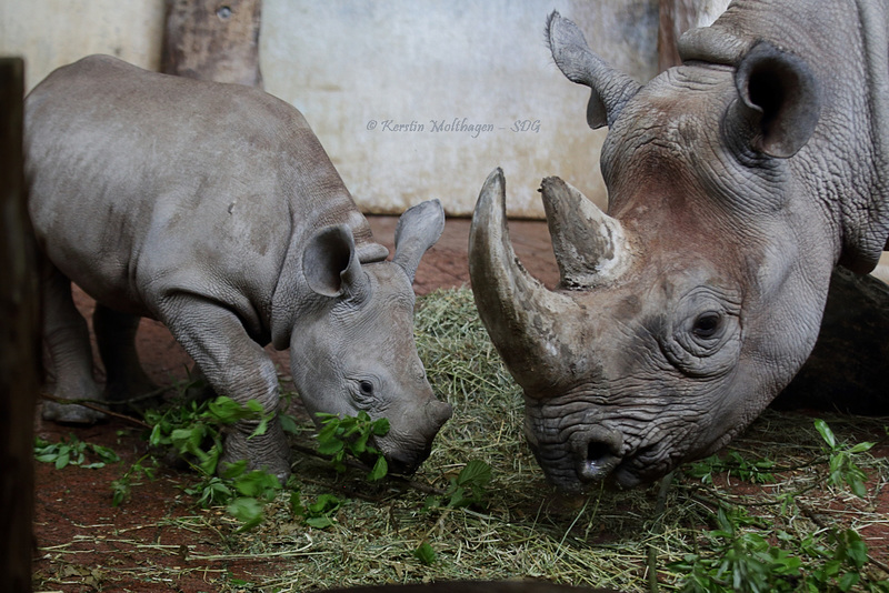 Tochter und Mama Spitzmaulnashorn (Zoo Zürich)