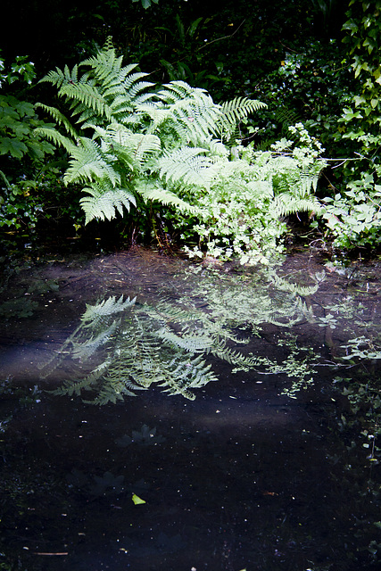 Bracken reflection