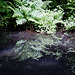 Bracken reflection