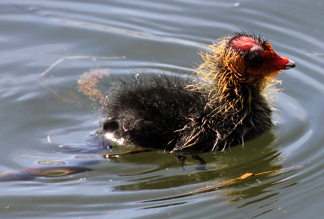 Baby coot taking to the water