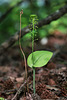 Malaxis unifolia (Green Adder's-mouth orchid)