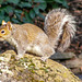 Squirrel on the Rocks 14