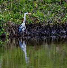 A heron at Burton Mere wetlands