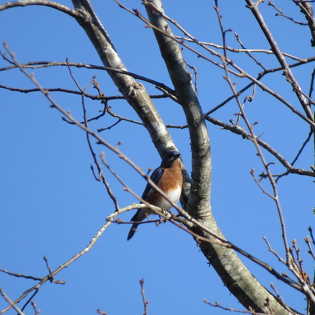 Eastern bluebird (Sialia sialis)