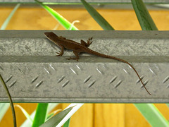 Anole