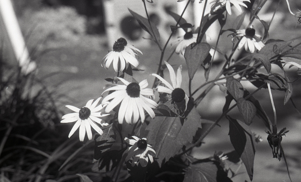 Blackeyed Susans