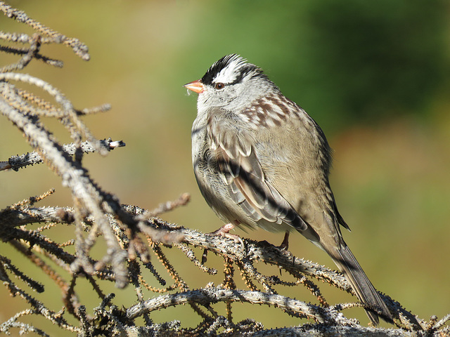 White-crowned Sparrow in the mountains