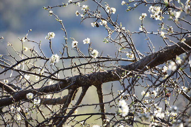 Pruno a primavera