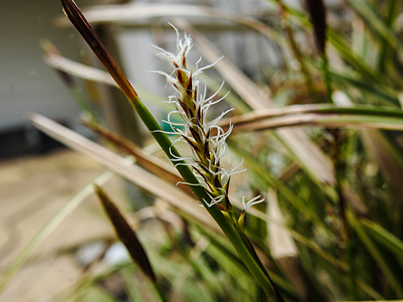 20210501 0120CPw [D~LIP] Bunte Japan-Segge (Carex morrowii 'Variegata), Bad Salzuflen