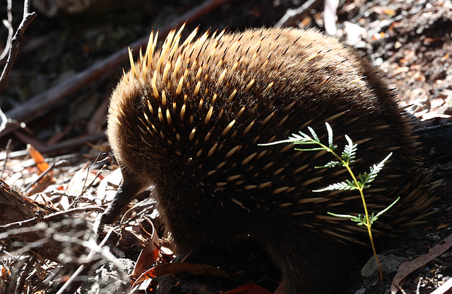 Short-beaked Echidna Short-beaked Echidna