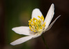 Die innere Schönheit der Blüten :))  The inner beauty of the flowers :))  La beauté intérieure des fleurs :))