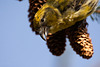 20230315 - Crossbill close encounter-12