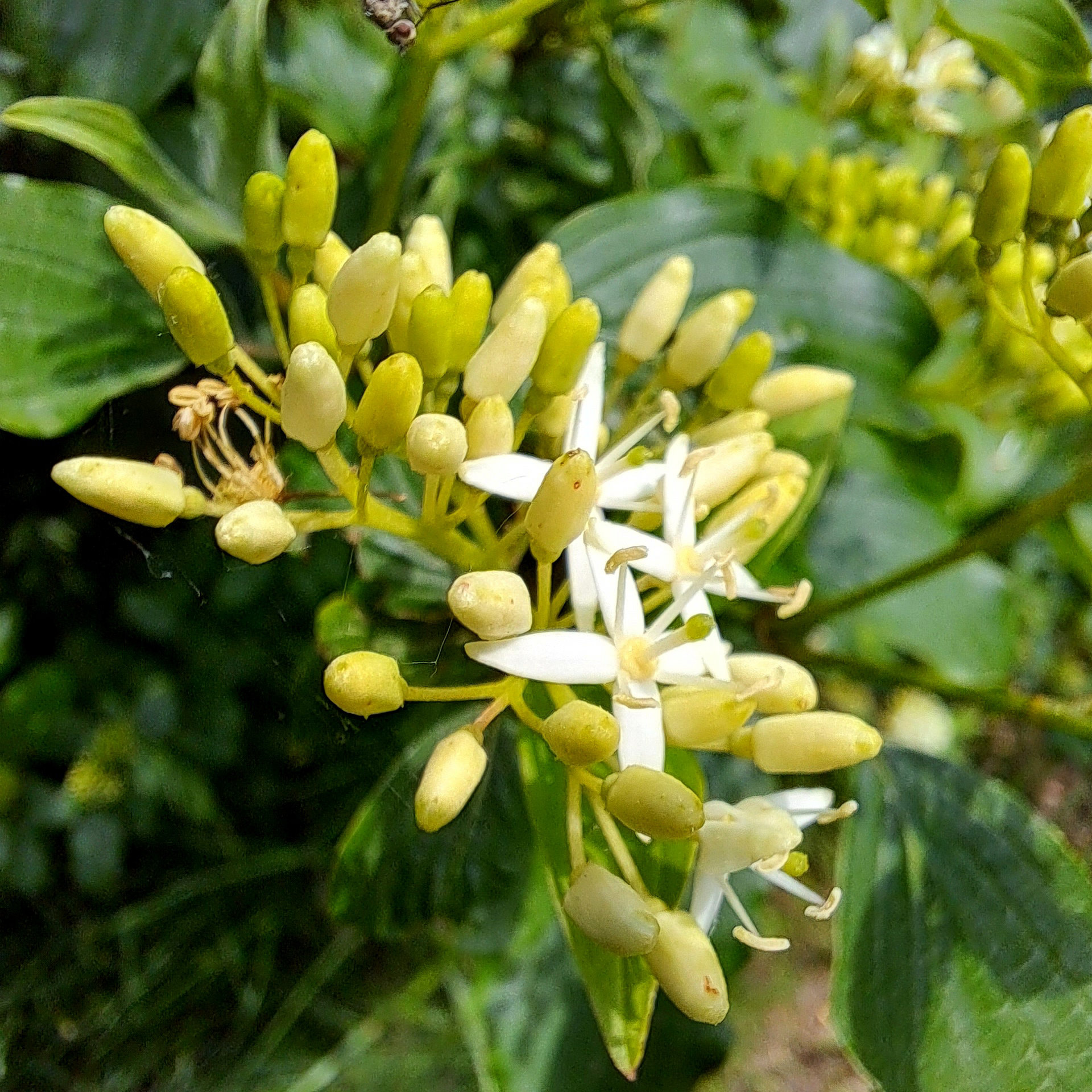 Hartriegel (Cornus)
