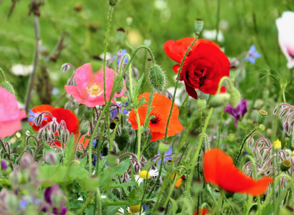 Sommerfarben