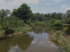 Route de rêve pour canards thaïlandais / Dreamy road for thai docks