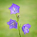Campanula persicifolia