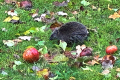 Igel im Herbst 2025 Igel im Herbst 2025