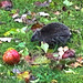 Igel im Herbst 2025