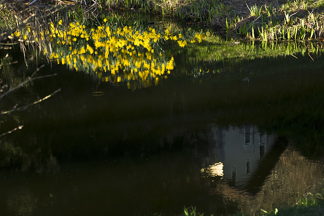 "Vibrations" yellow and not only, in the lake