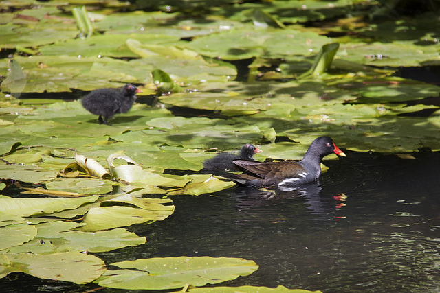 Moorhen family