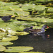 Moorhen family