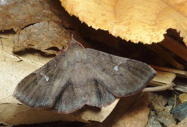 2015ColPart1IMG 9136moth