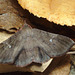 2015ColPart1IMG 9136moth