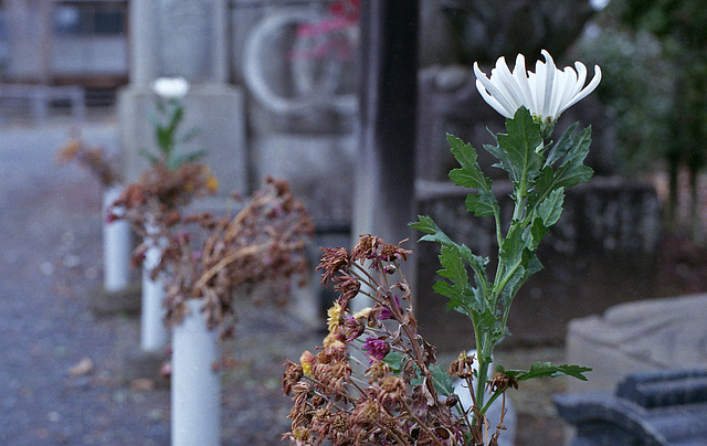 Flowers at a temple