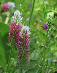 Trèfle incarnat ssp molinerii et Vicia sativa  (2)