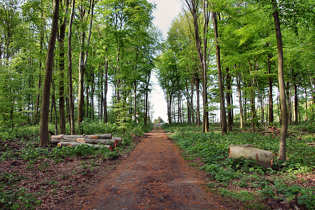 Weg im Wald (Marl) / 22.04.2018