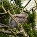 Tree Squirrel 01