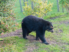 Spectacled bear (5)