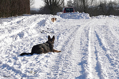 Max en Angelo in de sneeuw