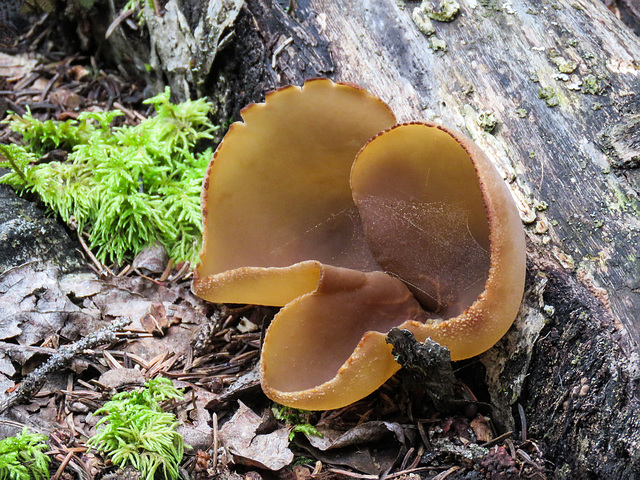 Jelly fungus / Peziza sp.