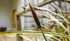 20210501 0122CPw [D~LIP] Bunte Japan-Segge (Carex morrowii 'Variegata), Bad Salzuflen