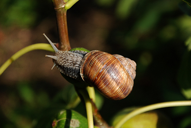 Grève du 7 mars , opération escargot . La mobilisation des gastéropodes est sans précédent .