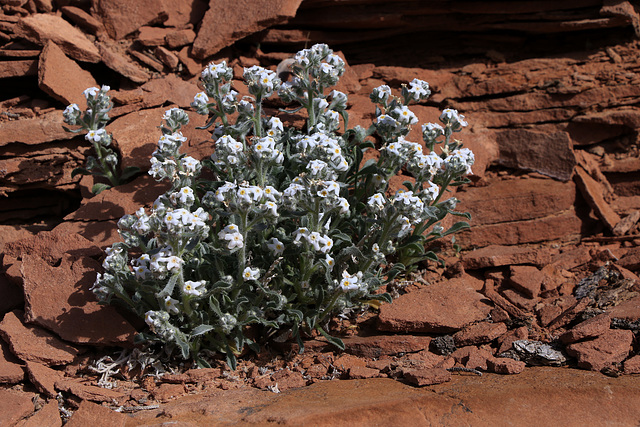 Yellow-eyed Cryptantha