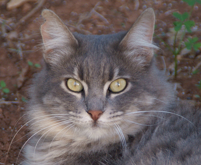 Katzenaugen