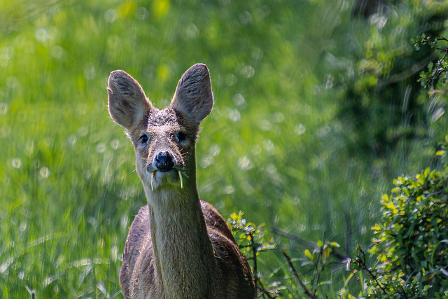 Chinese Water Deer-DSZ2193