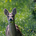 Chinese Water Deer-DSZ2193