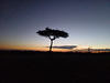 Sunset in the Masai Mara