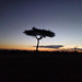 Sunset in the Masai Mara