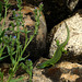 Lézard vert occidental (Lacerta bilineata)