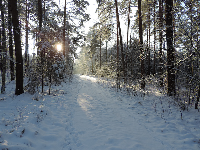 29.12.2014 - 12 cm Neuschnee...