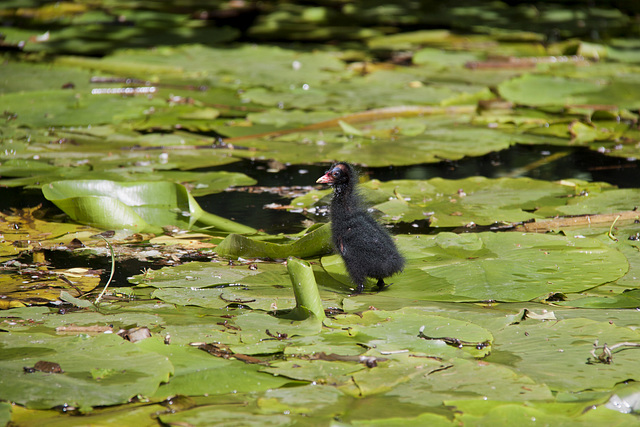 Cross looking Moorhen chick